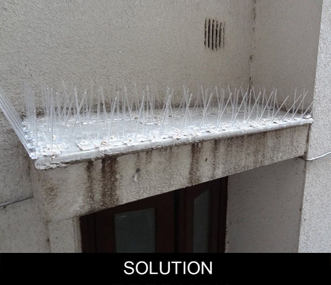 Bird Spikes
