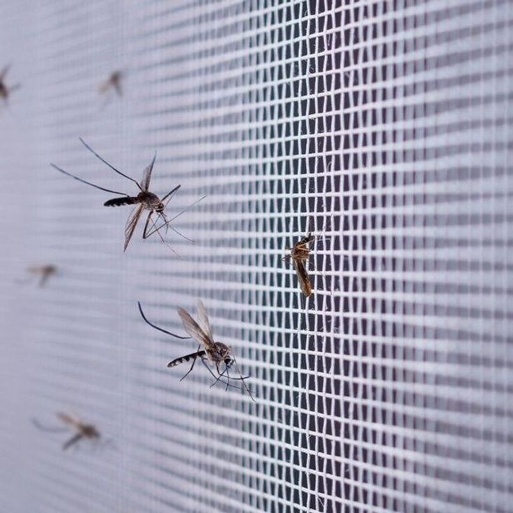 Mosquito Nets installation in Bengaluru by Sarathi Safety Nets